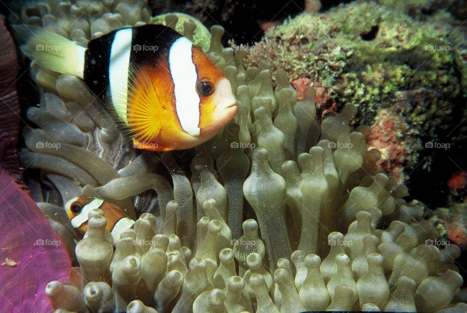 Clownfish