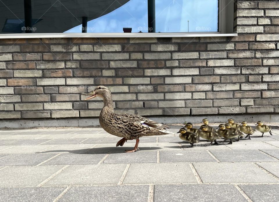 Cityducks