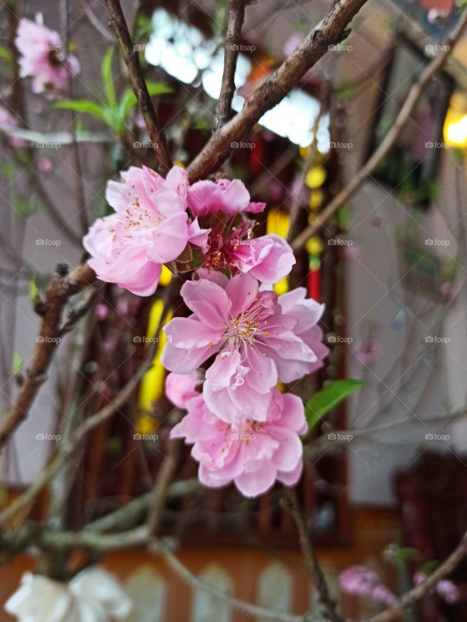 Peach blossom