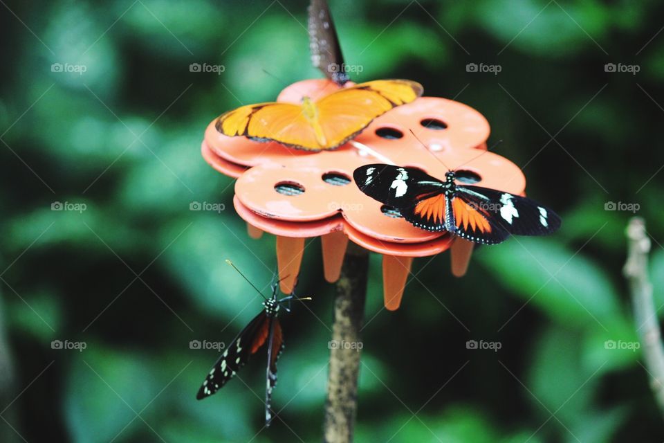 Nature, No Person, Leaf, Insect, Outdoors