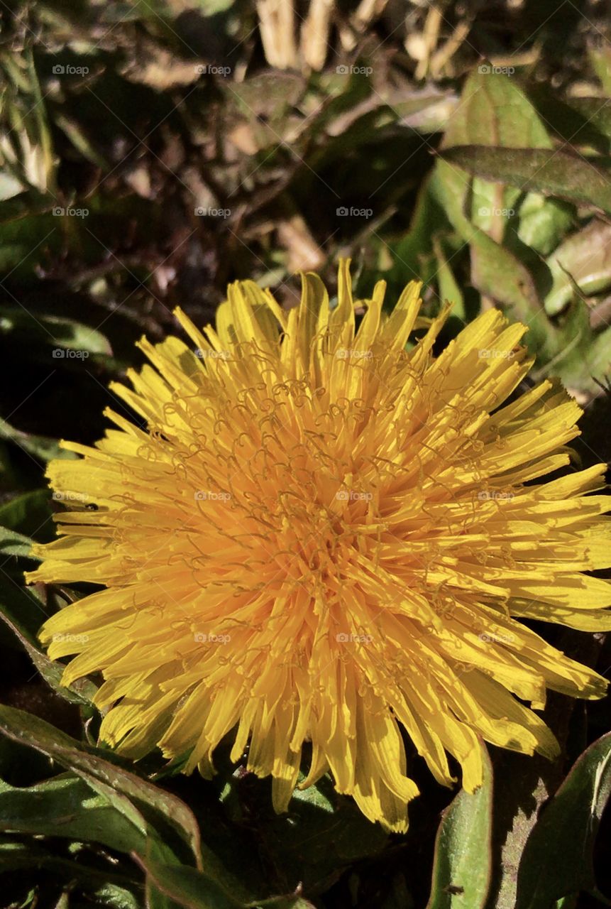 Lush little dandelion close up
