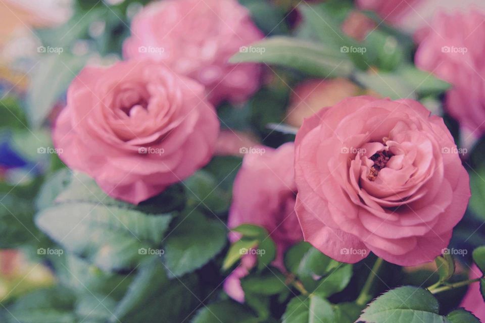 pink roses blooming