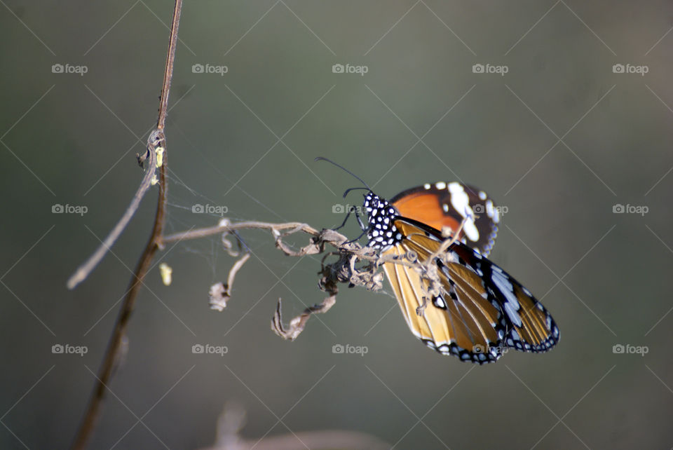 Butterflies - small, fragile, delicate, colourful, attractive.