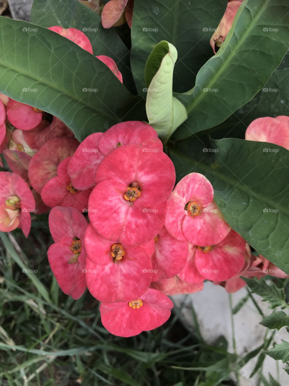 Euphorbia Milii flowers.jpg.