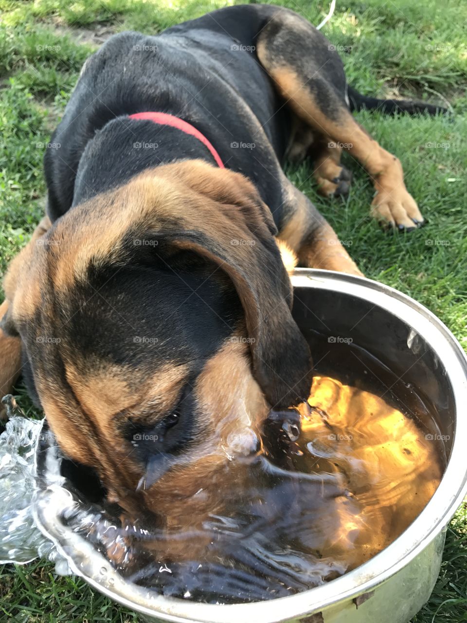 Hot Bloodhound puppy getting a drink 