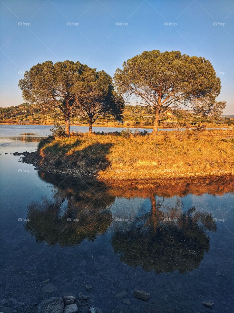 Background of the tree beautiful pines trees reflected in the lake at the Adriatic seaside in Slovenia.