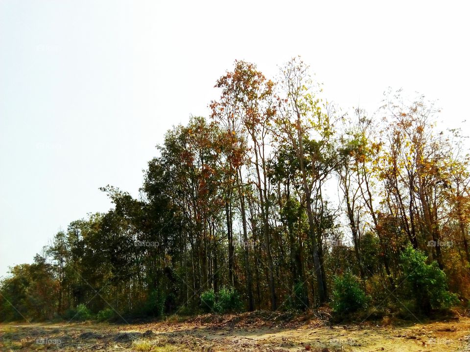 Tree, Forest, Bark, Nature ,sky