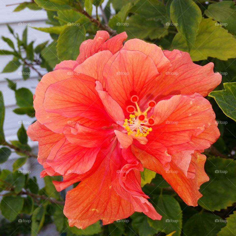 Hibiscus. In my yard