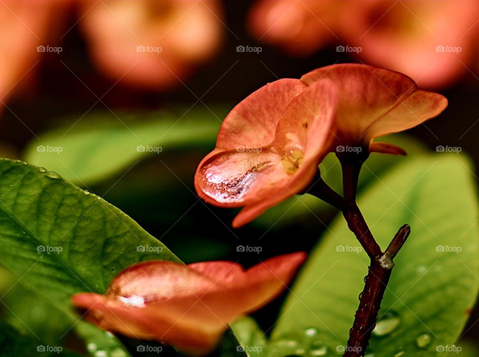 Christ thorn flower