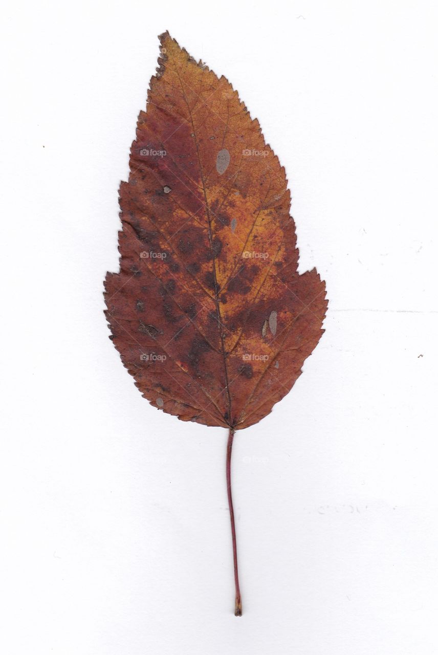 autumn leaf