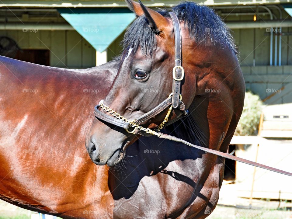 Mark My Style. Saratoga morning on opening day. This colt gets a cool bath as he prepares to race this Summer.
zazzle.com/Fleetphoto
