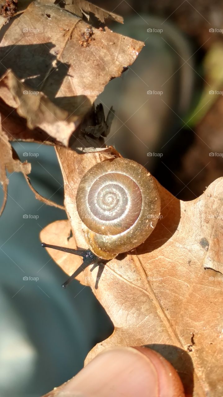 Nature, Leaf, No Person, Fall, Closeup