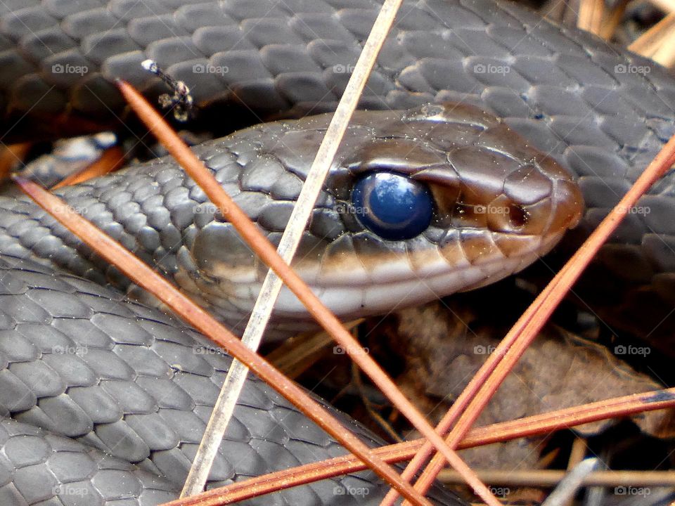 A scaly snake slinks through the shrubbery