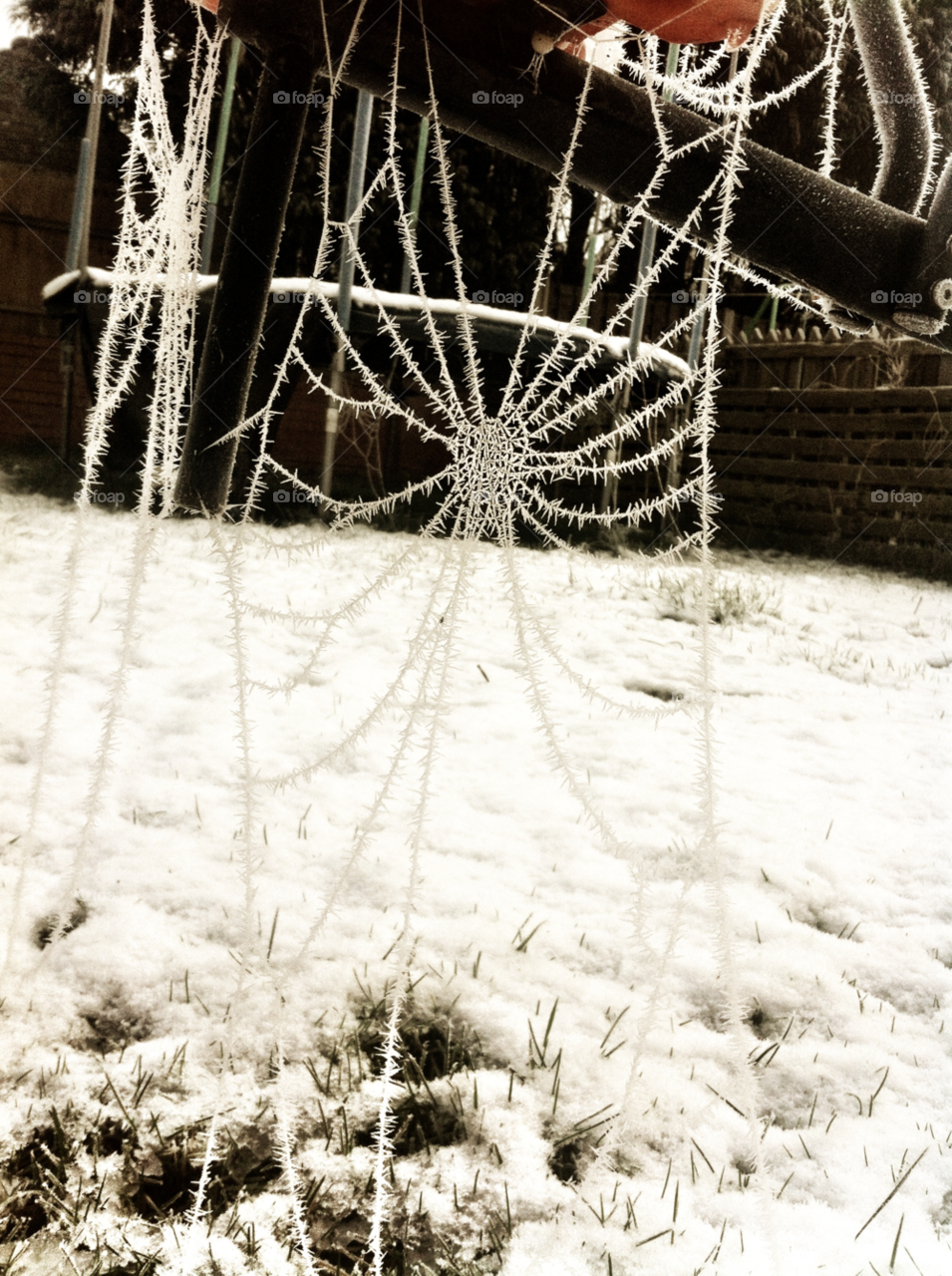  Unusual frosty spiderweb