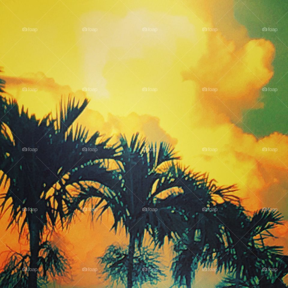 Rpyal Palms at sunset. Royal palms local Naples FL