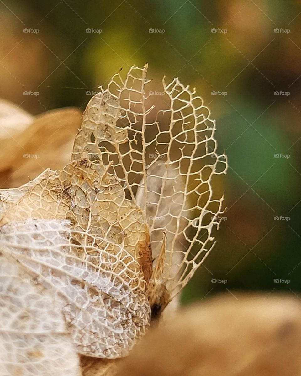 Autumn in the Netherlands,  beautiful sculptures of nature before  flowers fall down