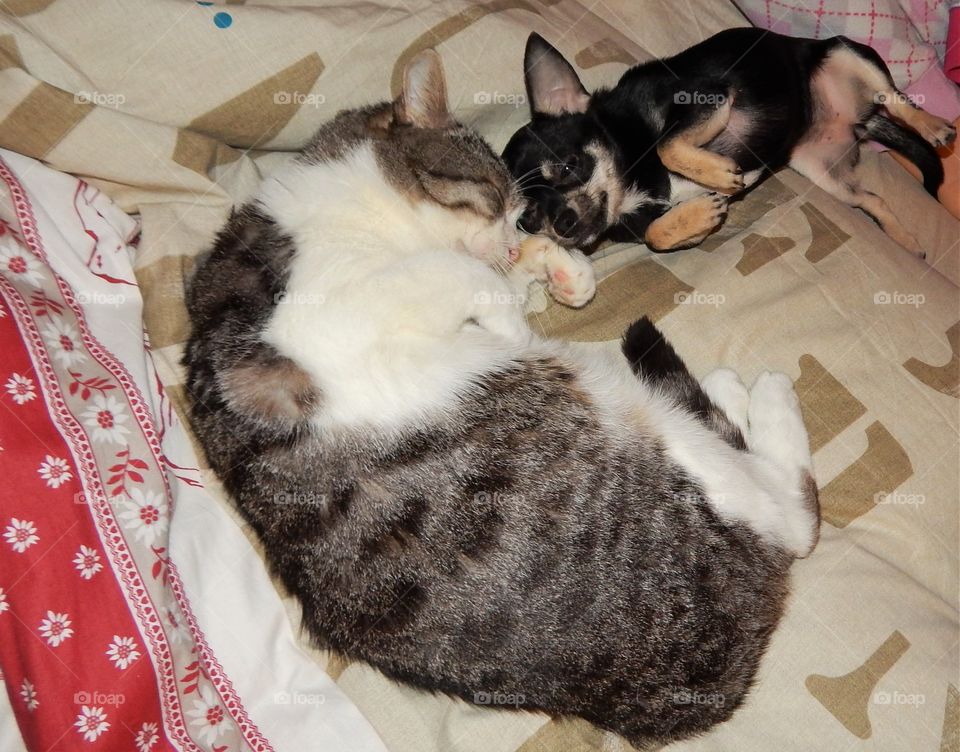 A young chihuahua hug his friend cat and smiling for this