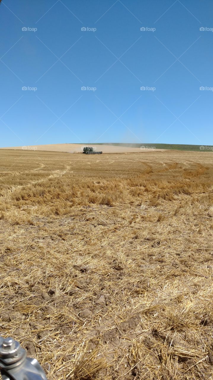 Landscape, Dry, No Person, Agriculture, Wheat