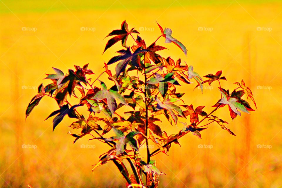 Tree leaves 
