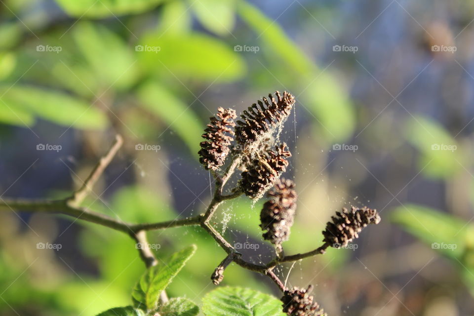 Baby pinecones covered in spiderwebs set to a beautifully greened background