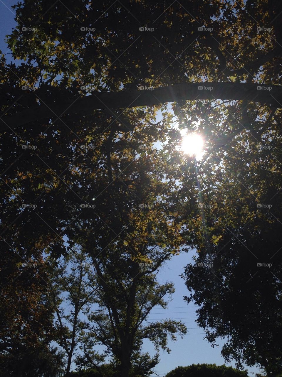 Sunlight through trees