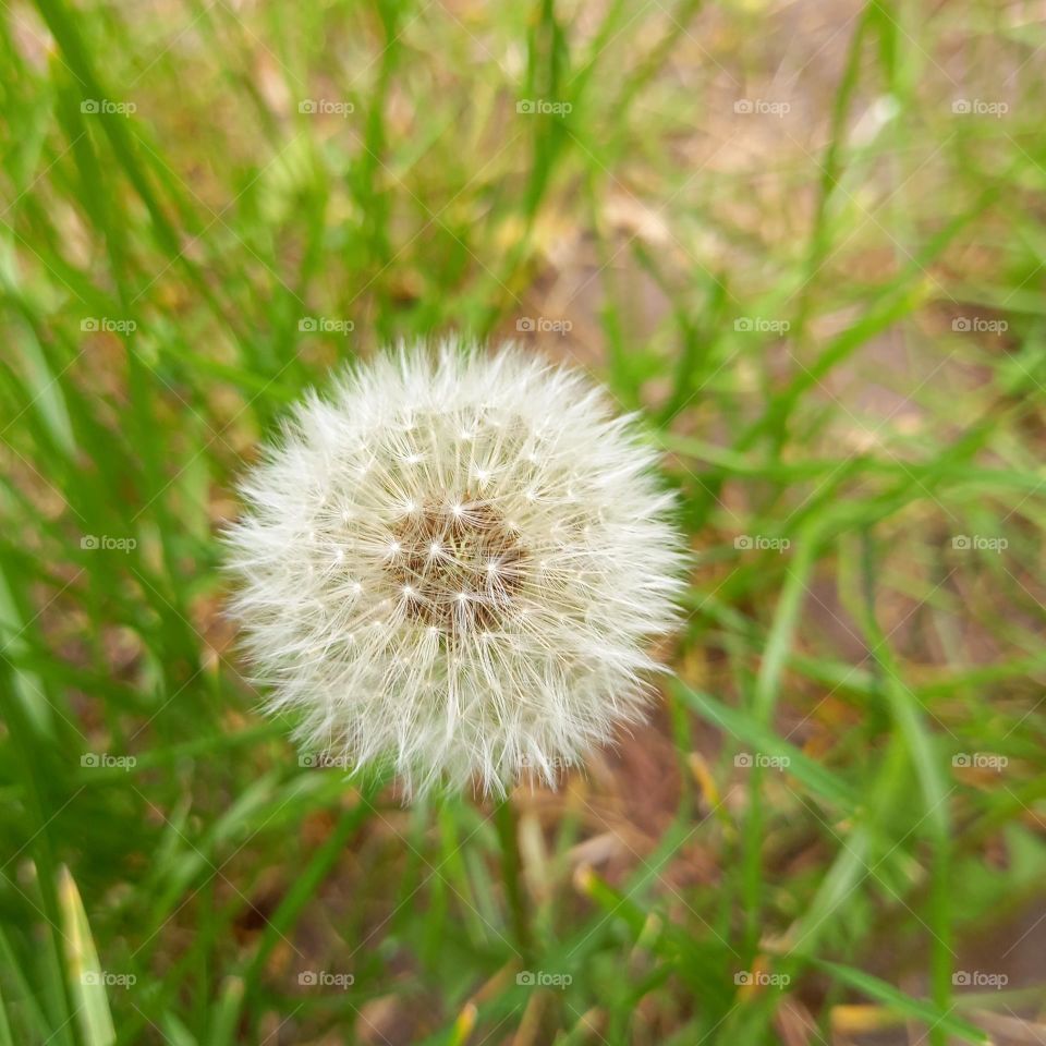 White beauty is ready to fly away! Only blow on it! And it will fly!