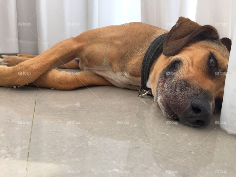 Dog, Canine, Mammal, No Person, Portrait