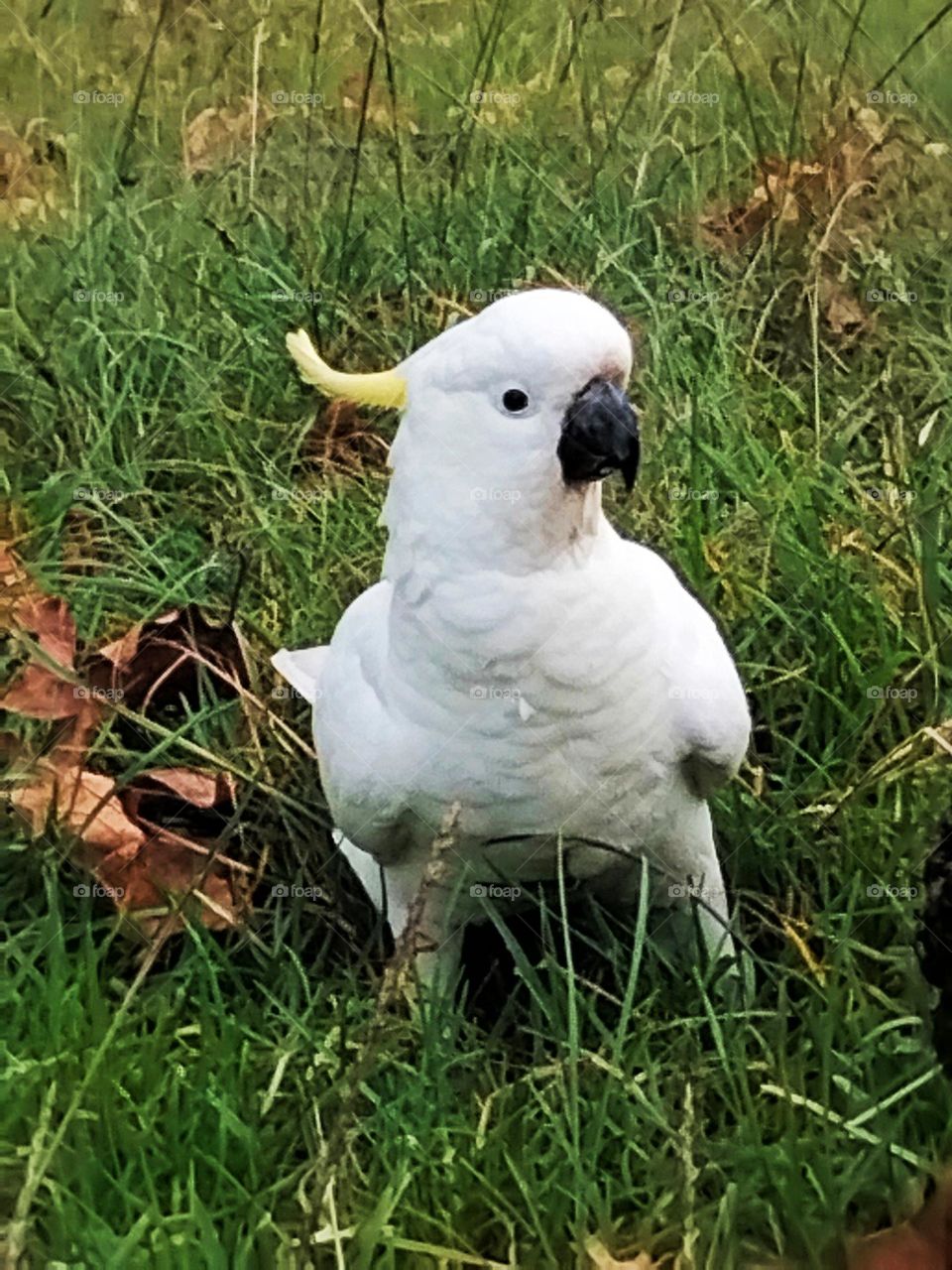 cockatoo