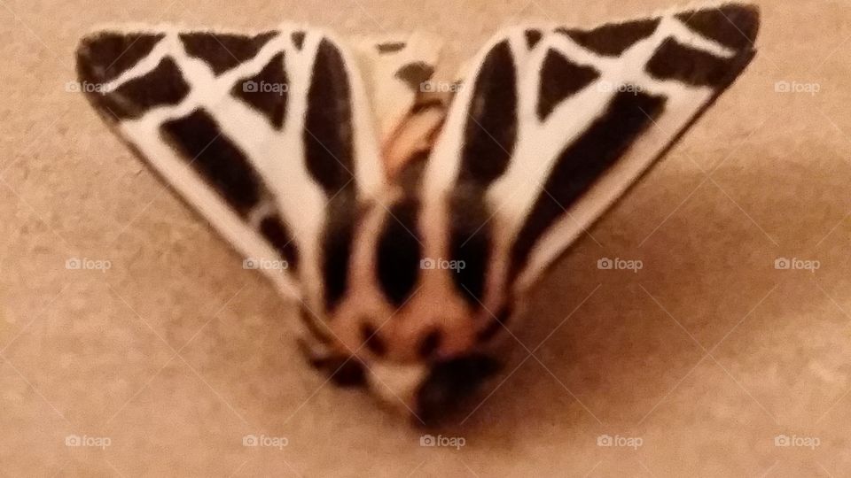 Moth