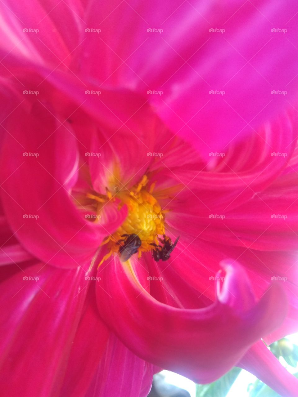 Bees un a flower... Abelhas na flor...