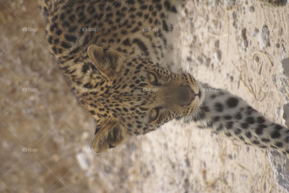 stalking leopard