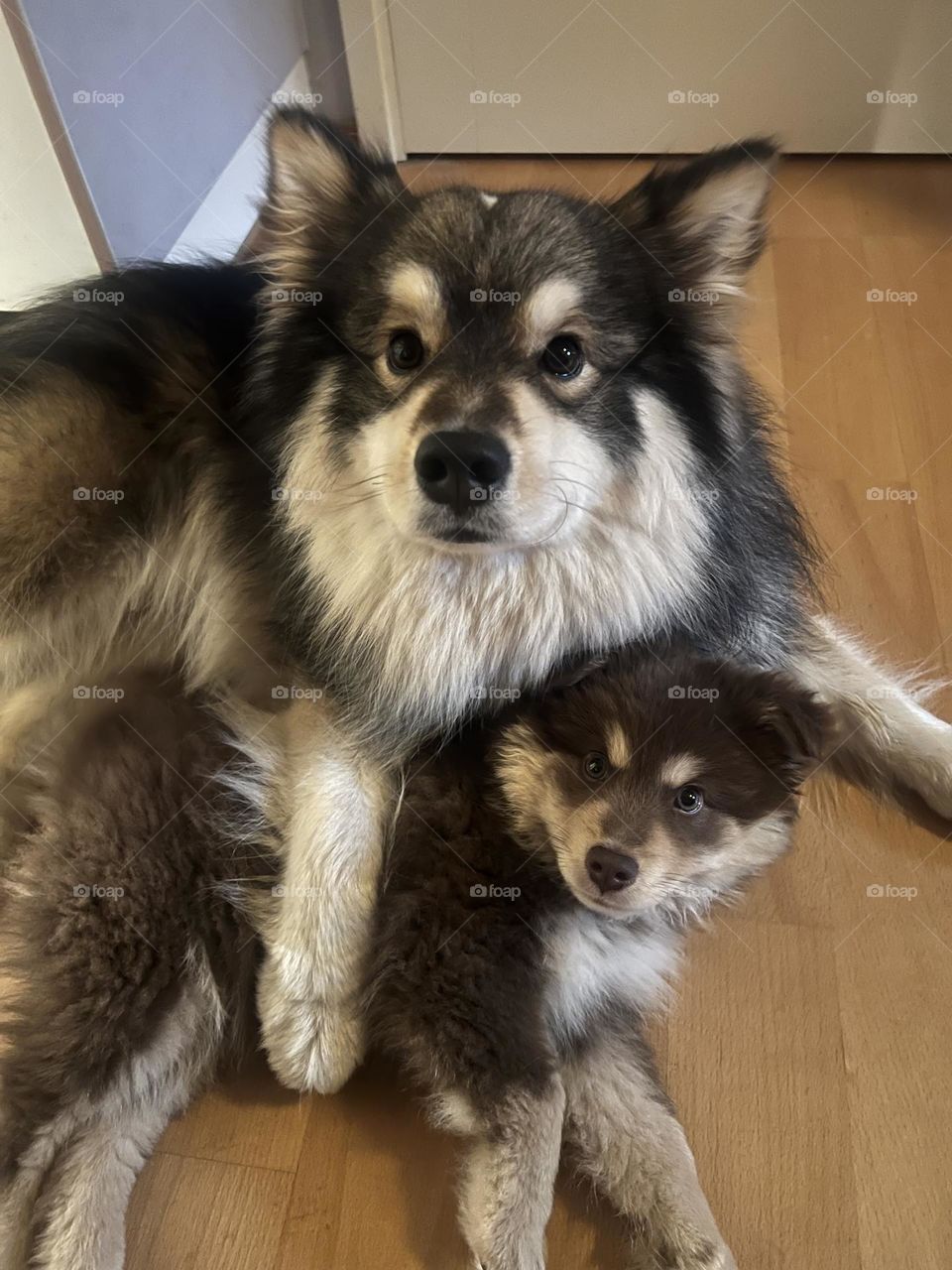 Portrait of a young Finnish Lapphund puppy and an older dog