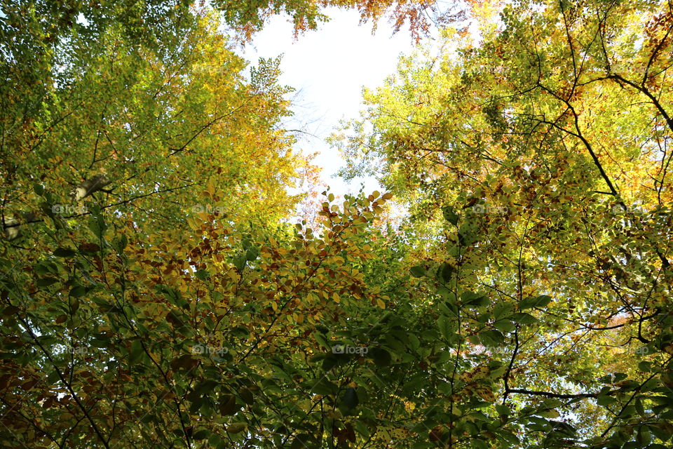 Low angle view of autumn trees