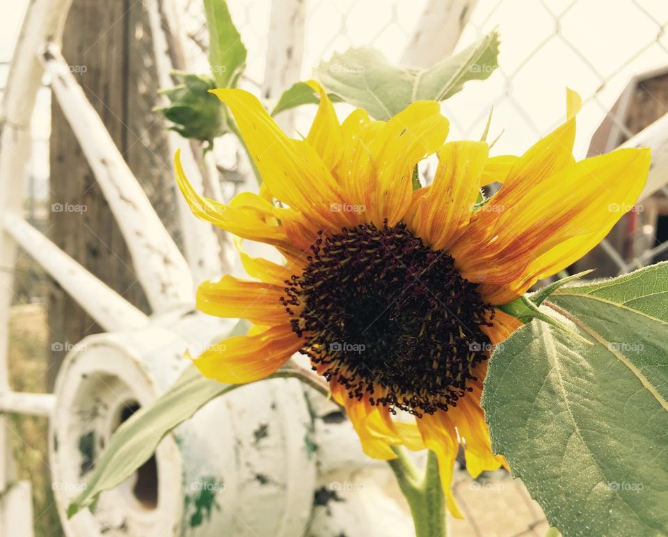 Distressed Sunflower. Rustic sunflower next to white wagon wheel