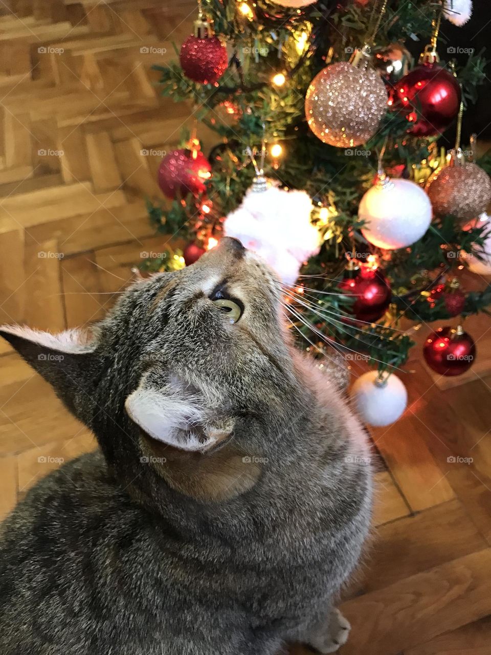 A cat by the Christmas tree.