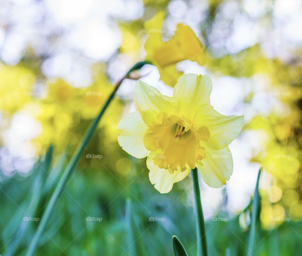 Daffodils bloom in early spring 