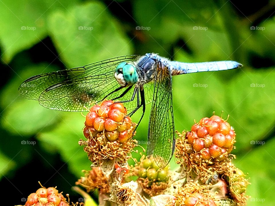 dragonfly on a blackberry bush