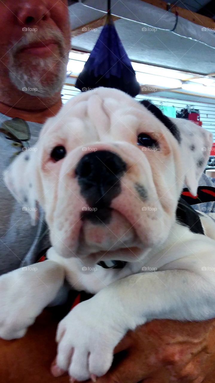 just 9 weeks old and out shopping the flea market 🐶🐶🐶😊