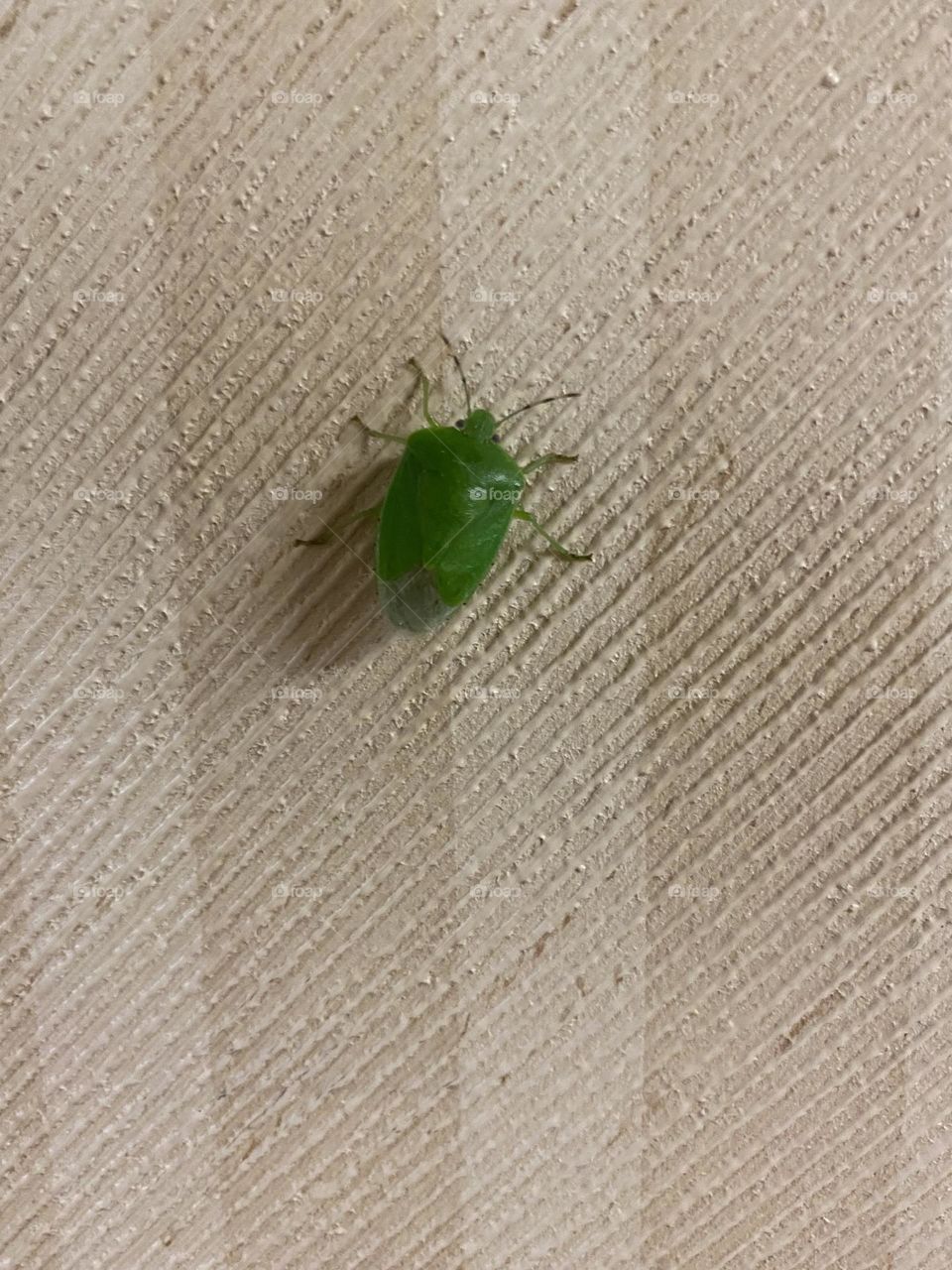 Green stink bug 