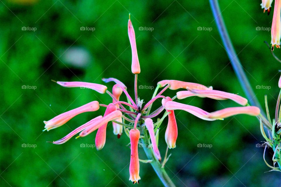 tropical bloom in red.
