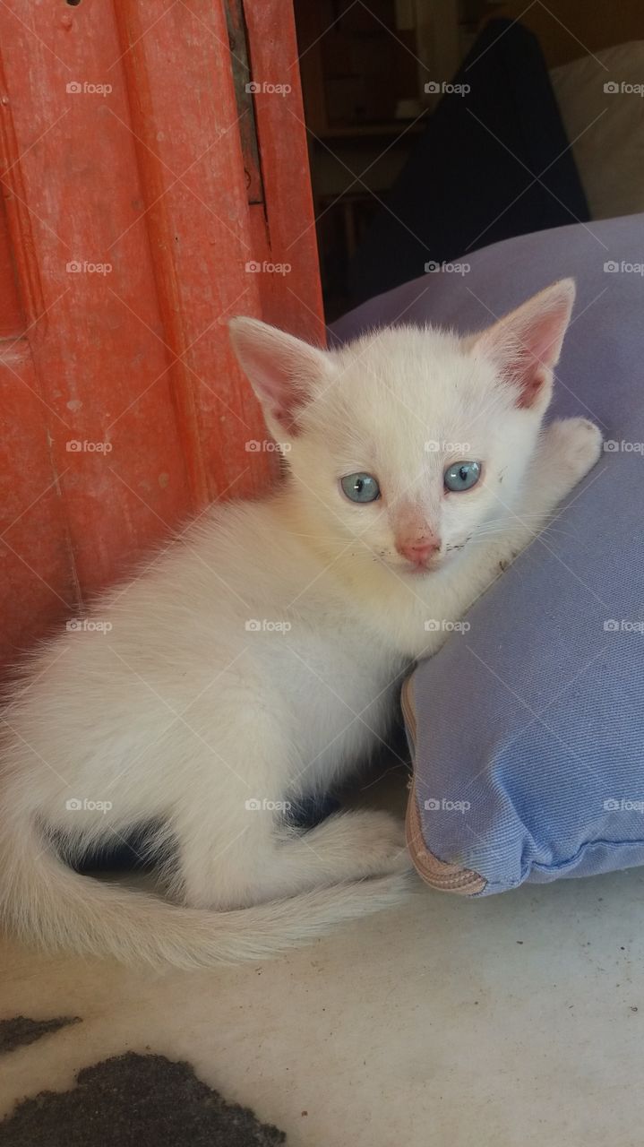 albino kitten..very cute..