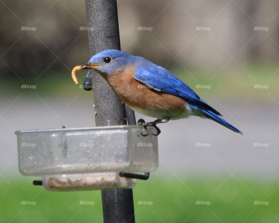 blue bird feeding bluebird by jeffreyfulton