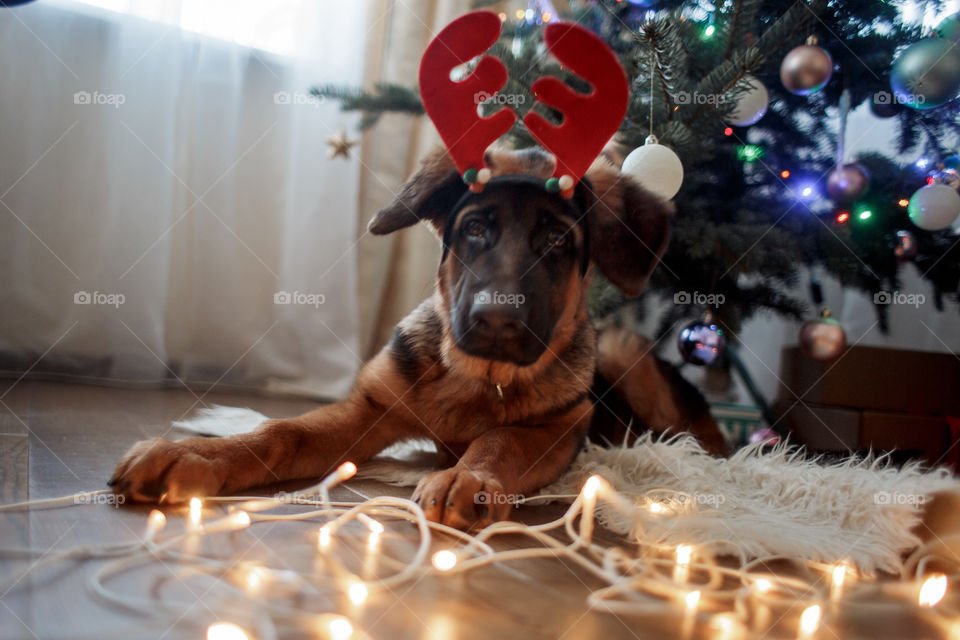 German shepherd puppy near Christmas tree 