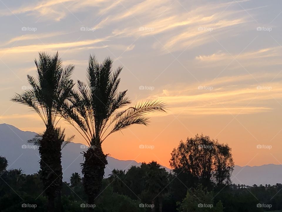 Palm trees and mountain silhouette in Palm Springs sunset 