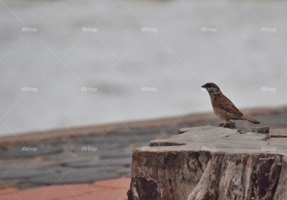 Sea Gazer. Small bird at Pattaya beach, Thailand 