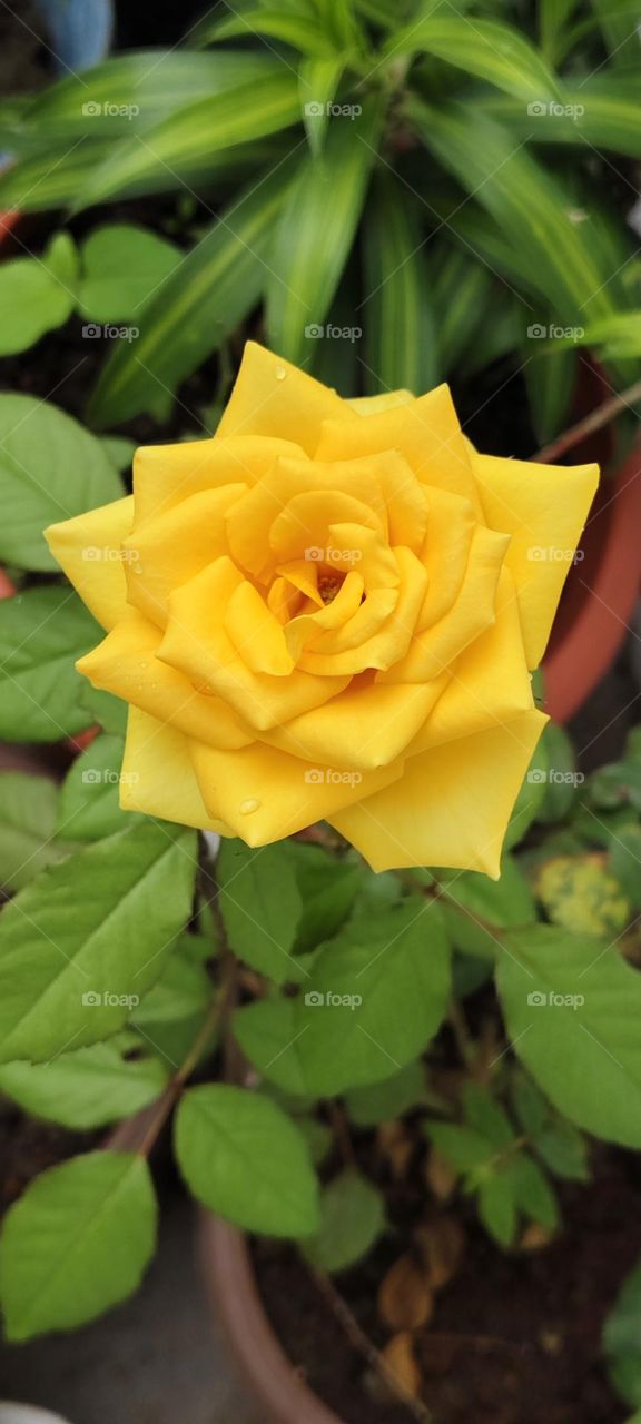 Yellow Rose