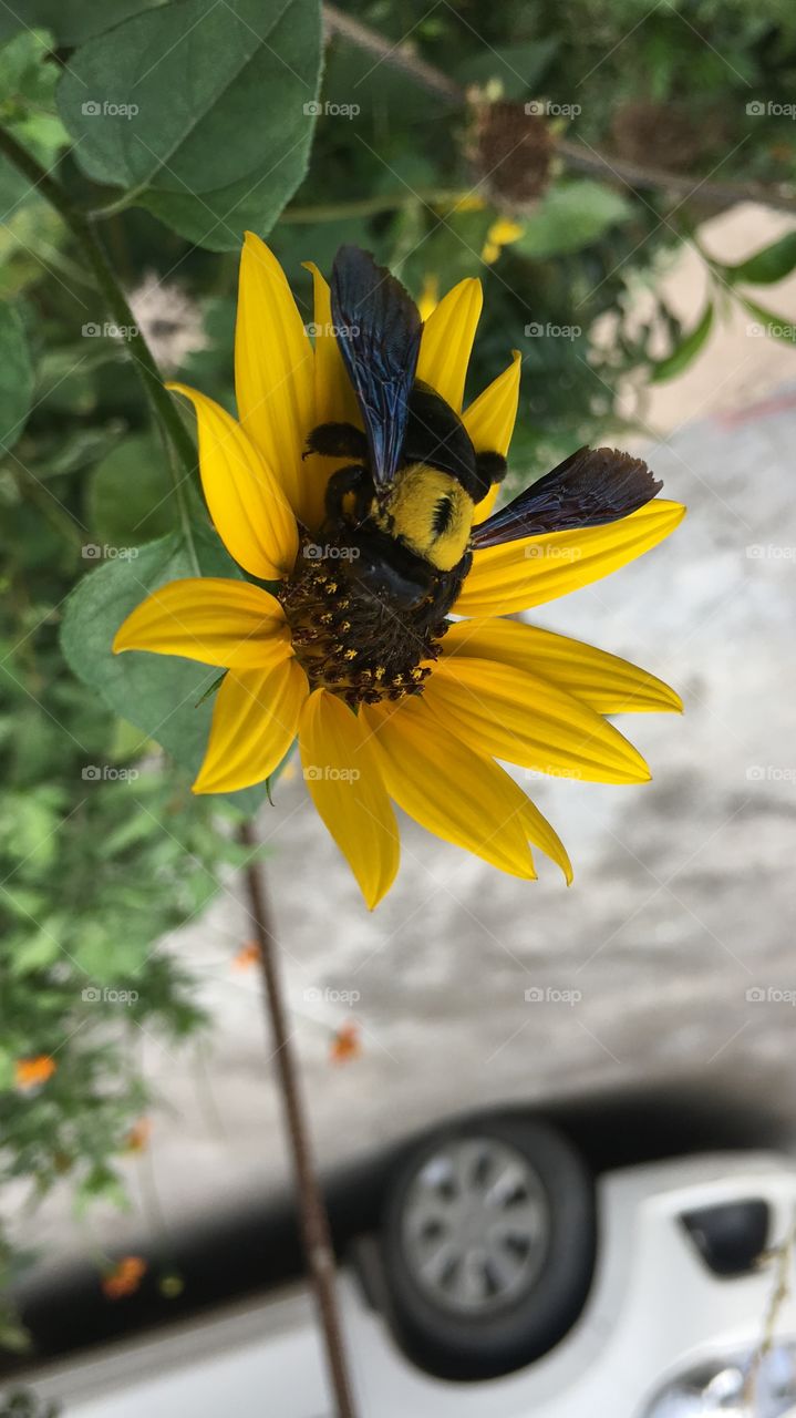 Beautiful insect sitting on a beautiful flower 