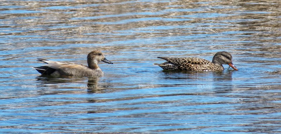 Quacks Boucherville Québec 