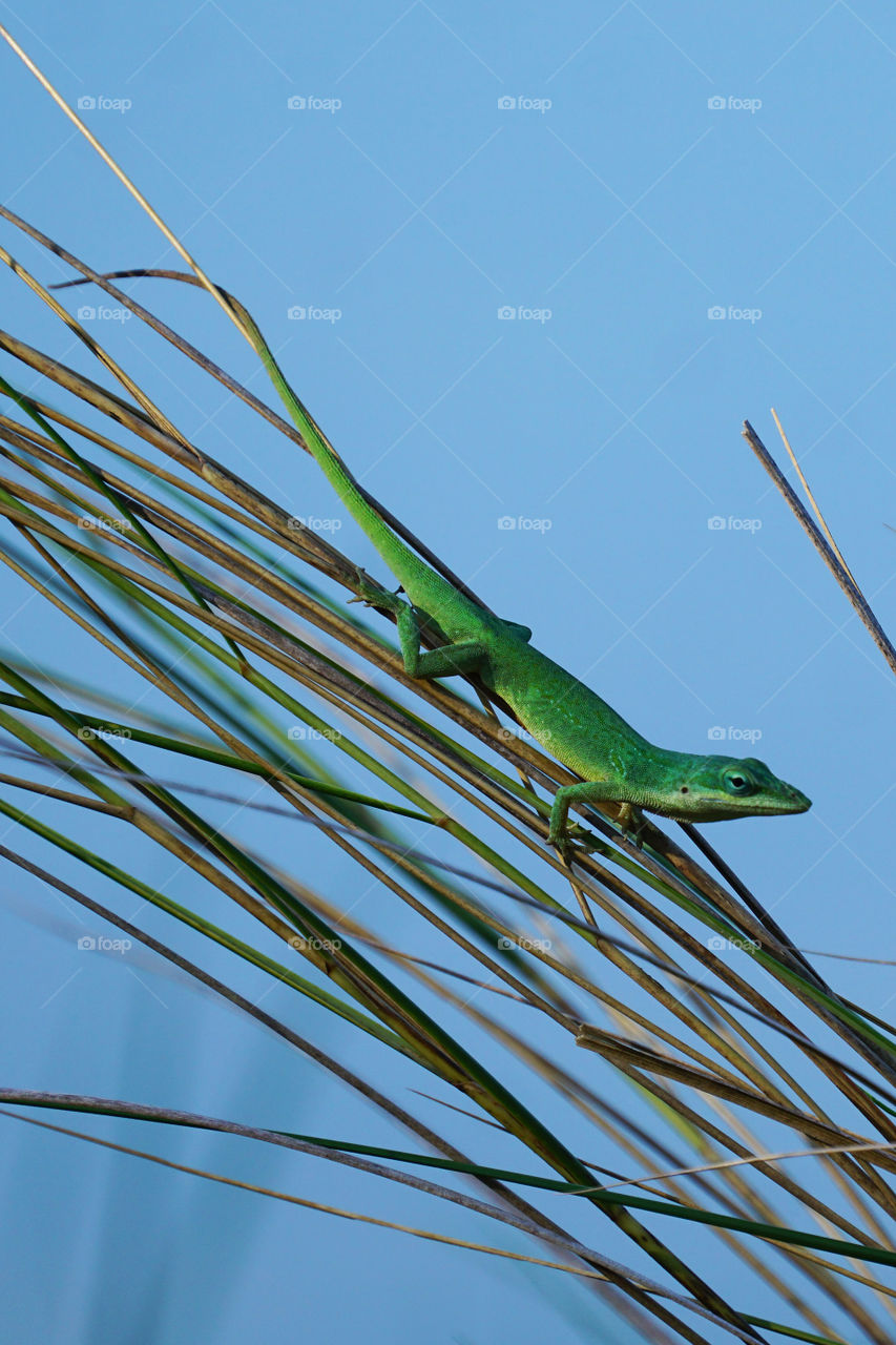 Green Anoles lizard on grass