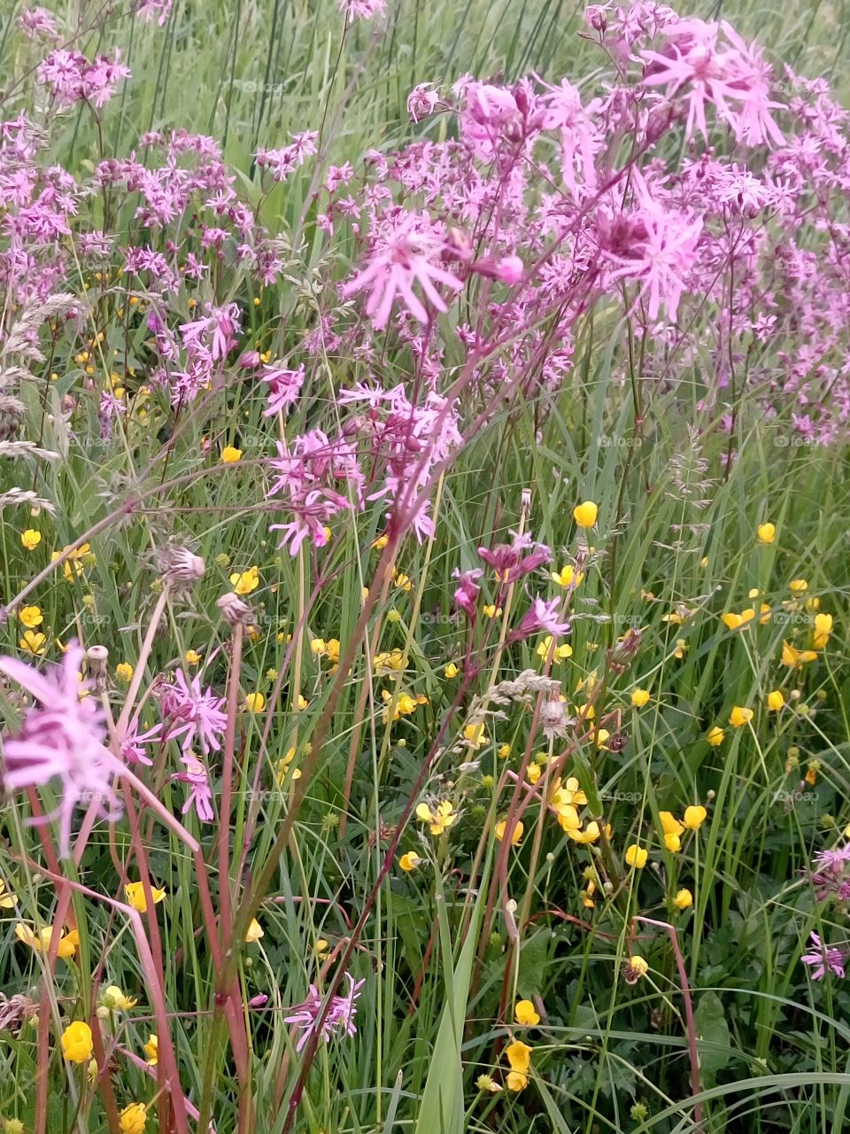 polish nature, spring field